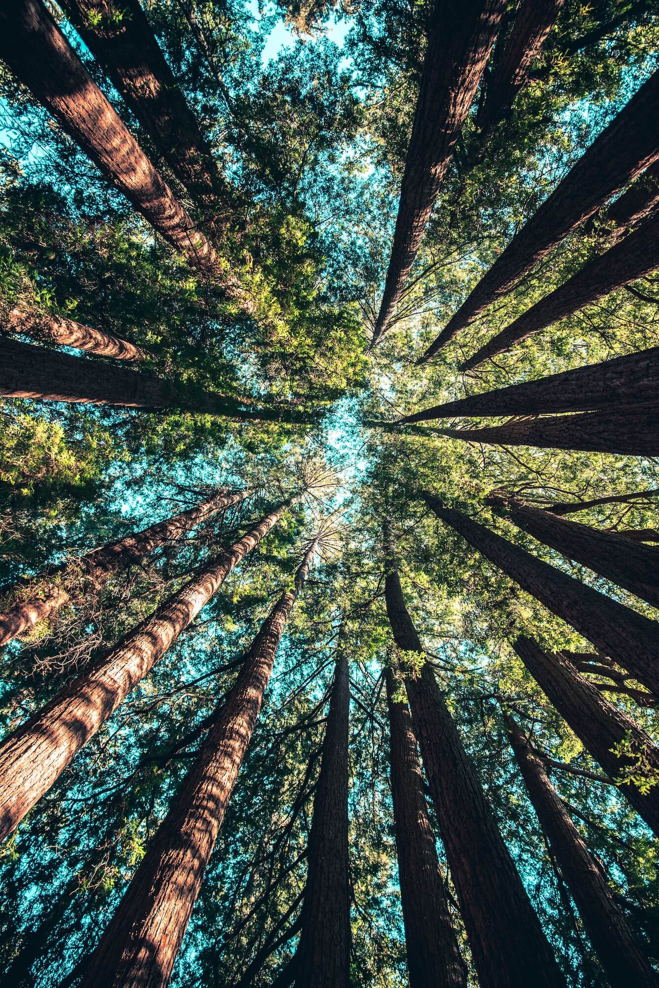 Nachhaltigkeit Bäume Natur